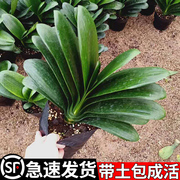 君子兰盆栽四季好养圆头和尚带花苞花卉植物室内当年开花阳台绿植