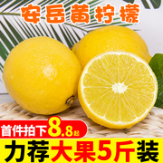 新鲜四川安岳柠檬5斤当季水果，6皮薄小青香水鲜黄柠檬整箱
