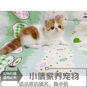 加菲猫宠物猫异国短毛猫家养纯种加菲，短毛猫幼猫，活体红白梵弟弟q