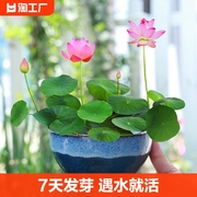 四季开花荷花种子水培植物花卉室内客厅水养莲花好养碗莲睡莲盆栽