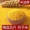 2023年新小米(新小米)山东特产黄小米粥，小黄米新米杂粮5斤婴儿月子米养胃