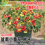 盆栽黄小番茄种子含糖度可达13%红黄绿紫番茄籽四季盆栽水果蔬菜