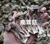 福建武夷山鹿茸菇农家土特产汤鲜菇脆250克