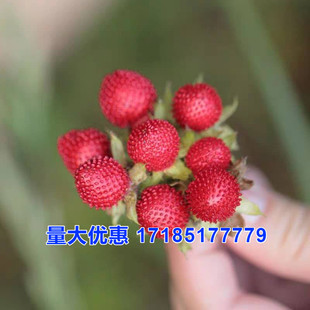 蛇莓种子红色野草莓四季易种阳台园艺花种子观果花籽特色蔬果种籽