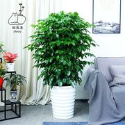 幸甲福树盆栽型植物室内客厅办大公室吸醛净化空气绿植发财树盆栽
