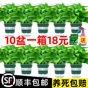 绿萝盆栽室内植物花卉绿植水培，长藤垂吊大叶绿箩，新房家用吸除甲醛