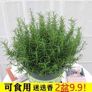 迷迭香薄荷盆栽可食用香草植物香料牛排调料新鲜大小苗庭院阳台