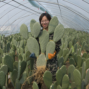 正宗米邦塔可食用药用仙人掌多肉植物盆栽防辐射美容嫁接外敷内服