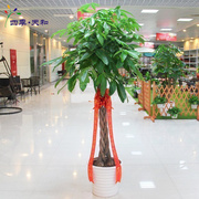 发财树盆栽招财树室内大型绿植客厅植物办公室开业花卉盆景送北京
