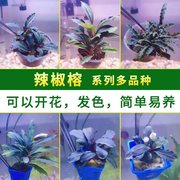 辣椒榕水草易鱼缸造景蓝精灵淡水植物沉木阴性无需co2幽灵布朗尼