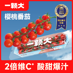 一颗大串番茄串收红樱桃番茄小西红柿水果小番茄生吃自然成熟