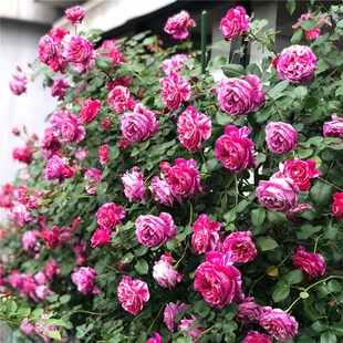 无刺伊蕾莎斯特爬藤本月季花苗大花红色条纹玫瑰庭院好养四季开