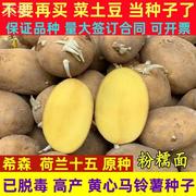 高产黄皮秋土豆种原种孑种子马铃薯，种黄心带芽，原种秋天种的种籽