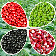 高产红小豆种子春播夏季五谷杂粮花豇豆小黑豆种籽黍子黑绿豆种孑
