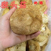 猴头菇干货500g猴头菌菇特产养猴头菇胃粉蘑菇干菌煲汤