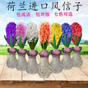 风信子种球水培玻璃瓶套装四季易活水养，花卉水生盆栽植物土培种子
