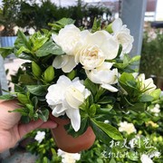 牡丹栀子花盆栽 桌面盆栽芳香花卉  小叶栀子花盆栽