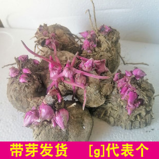 江西赣南紫山药种脚板薯，赣州安远农家自种紫色，大薯苗毛薯种籽带芽