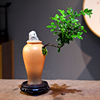 飘枝造型黑骨茶艺术古瓶紫檀盆栽室内盆景办公茶几桌面观赏植物
