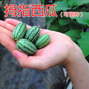 拇指西瓜种子迷你小西瓜，种籽蔬菜水果，种子四季蔬菜庭院高产