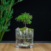 生命之树懒人养鱼苔藓微景观办公室盆栽宿舍桌面生态瓶成品真