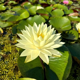 耐寒睡莲—双倍黄—带花苞庭院池塘，种植花朵大黄色复瓣
