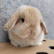 小兔子活体长不大垂耳兔迷你熊猫小型侏儒兔茶杯兔宠物公主兔活物