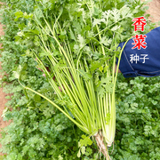 香菜种子耐热四季芫荽种籽露天基地，用阳台蔬菜，盆栽小菜园种植套装