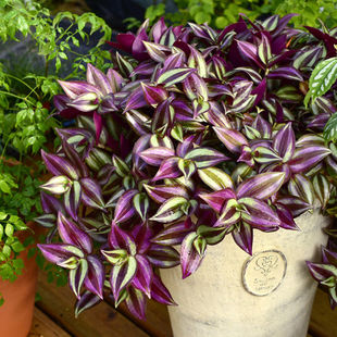 紫叶吊竹梅阳台室内紫罗兰吊兰盆栽绿植花卉净化空气好养耐活