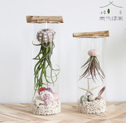 空气凤梨植物玻璃瓶微景观美杜莎海胆壳DIY创意盆栽桌面