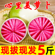 心里美水果萝卜甜脆水果型10斤潍坊潍县新鲜正宗生吃5青绿皮红心