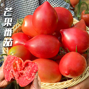 红芒果番茄种子超甜沙瓤水果大西红柿种籽四季春季阳台盆栽水果孑