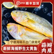 正宗大黄鱼新鲜冷冻鲜活水产宁德深海黄花鱼冰冻海鲜水产商用