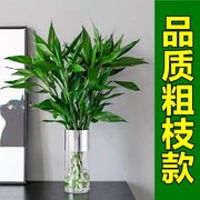 粗枝款富贵竹水培植物花卉绿植室内盆栽绿萝箩水养观音竹带根。