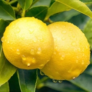 黄柠檬(黄柠檬)新鲜水果，安岳柠檬重庆潼南柠檬123级果，皮薄多汁大小2都有