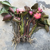 大睡莲根块微型四季种植迷你水培植物睡莲室外阳台植物多色易成活