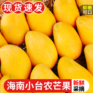 海南小台农芒果10斤新鲜小台芒当季特产，水果现摘芒果大果整箱