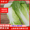 云南农家自种有机绿色黄白菜火锅时令蔬菜黄白菜健康好吃买三送一