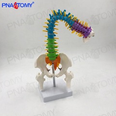 pnatomy脊柱医用练习颈椎骨架