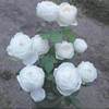伊芙婚礼之路大花浓香包子型月季花苗纯白色玫瑰，阳台花园观花植物