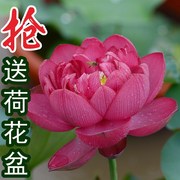 子夜大型盆栽荷花k种藕苗子室内阳台庭院，鱼池水生植物净化空气四