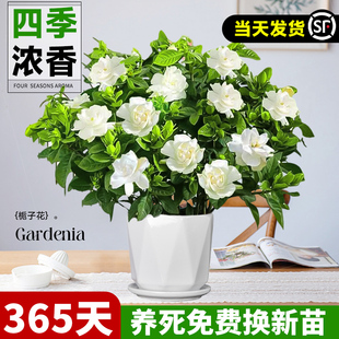 栀子花盆栽花卉植物室内水培绿植茉莉花阳台四季开花好养活带花苞