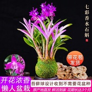 七彩香水石斛兰花四季开好养绿植浓香型石斛改善睡眠绿植净化空气