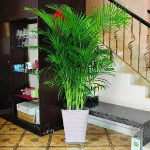 散尾葵盆栽富贵椰子凤尾竹室内大型植物花卉吸甲醛，加湿办公室绿植