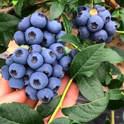 蓝莓苗果树苗带土花苞南方北方地栽盆栽庭院阳台奥尼斯水果苗带果