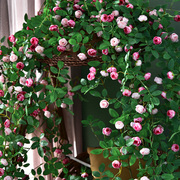 仿真玫瑰花假花空调管道，装饰花藤条遮挡塑料，藤蔓植物摆设吊顶墙面