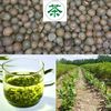 茶种籽绿茶种子茶树种子茶叶，种子茶树籽绿茶籽茶花种子