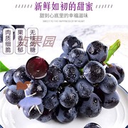 云南夏黑葡萄2斤新鲜水果提子孕妇水果无籽葡萄当季新鲜。