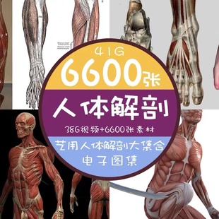 艺用人体全身解剖刨造型结构，电子版素材骨骼，肌肉素描四肢躯干图片