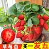 盆栽奶油草莓苗带土带叶红颜草莓苗四季结果室内阳台种植当年结果